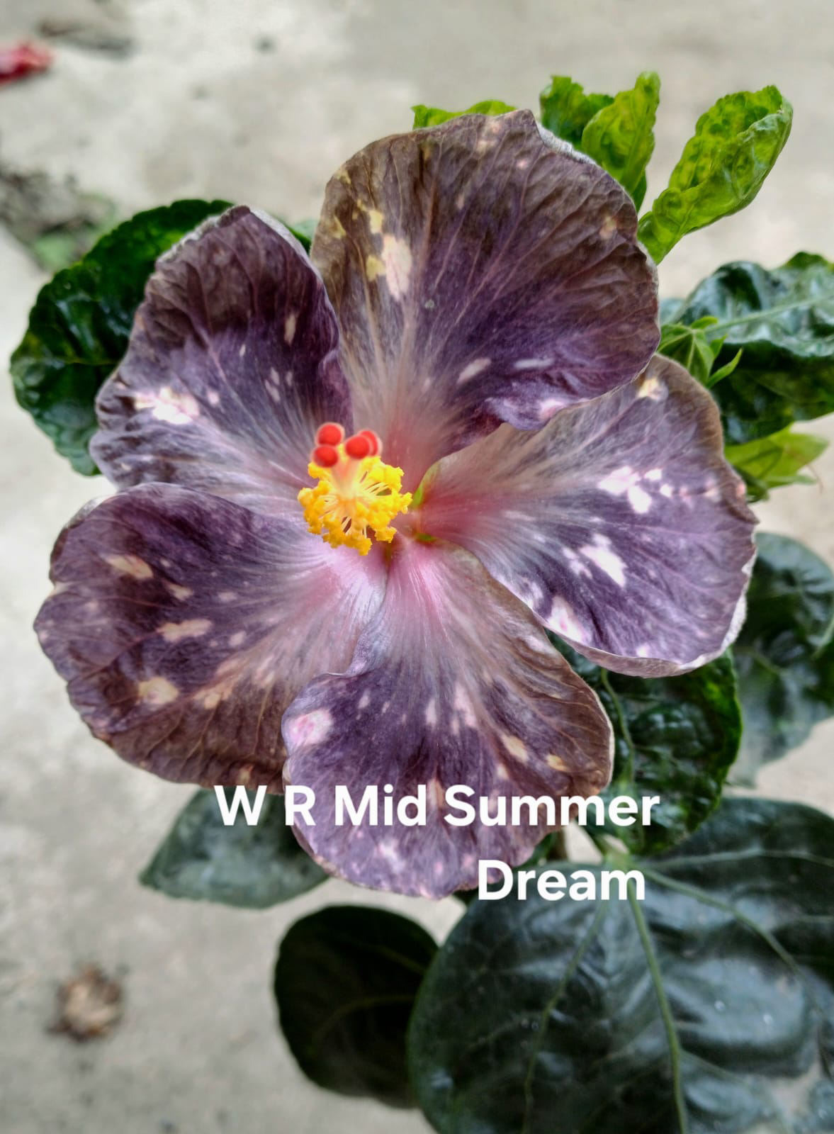 wrs W R Mid Summer Dream