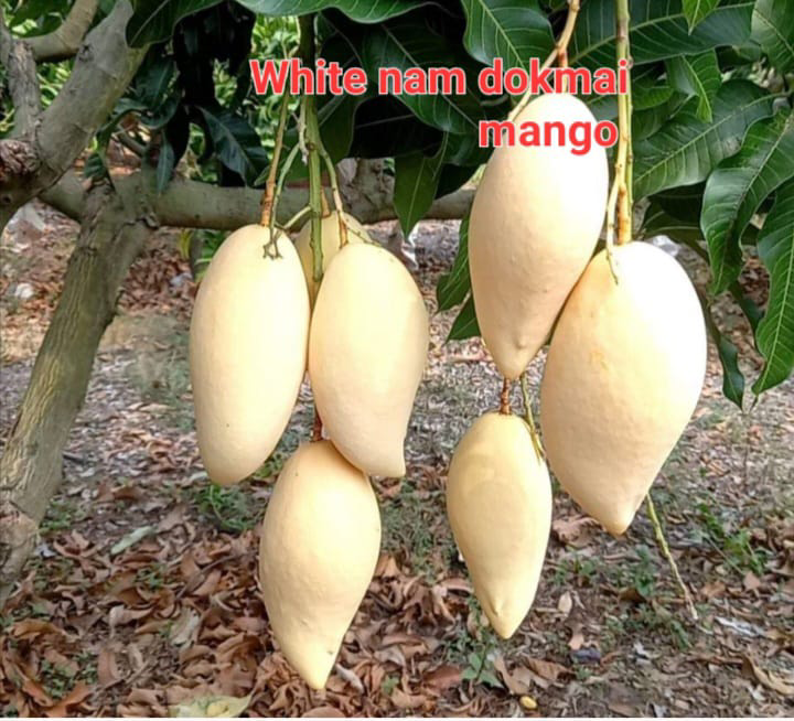 White Nam Dokami Mango(36-48 Main Branch)