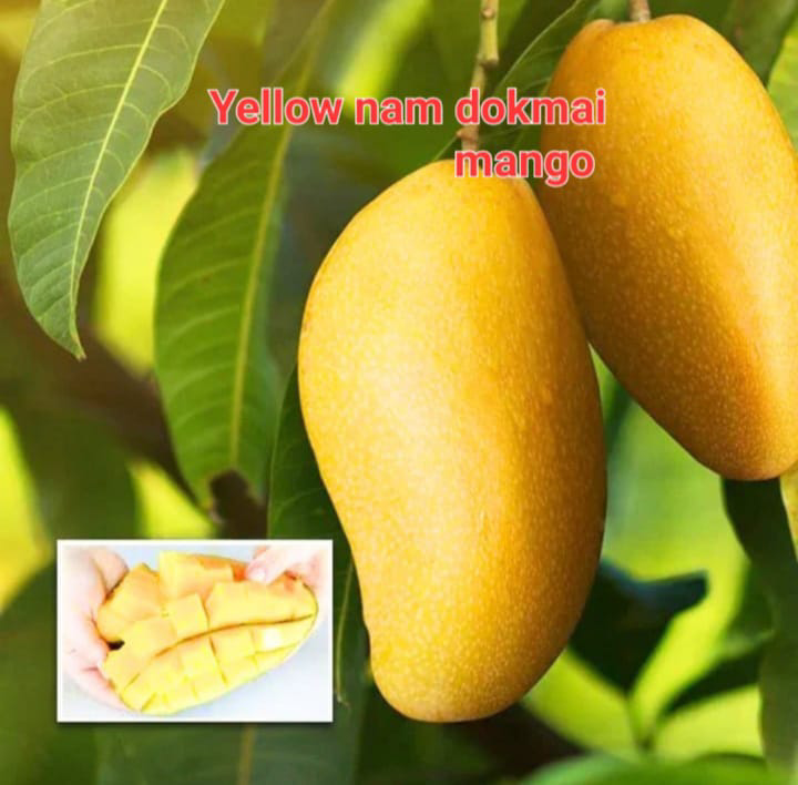 Yellow Nam Dokami Mango(36-48 Main Branch)