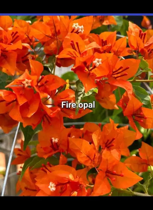 Fire opal