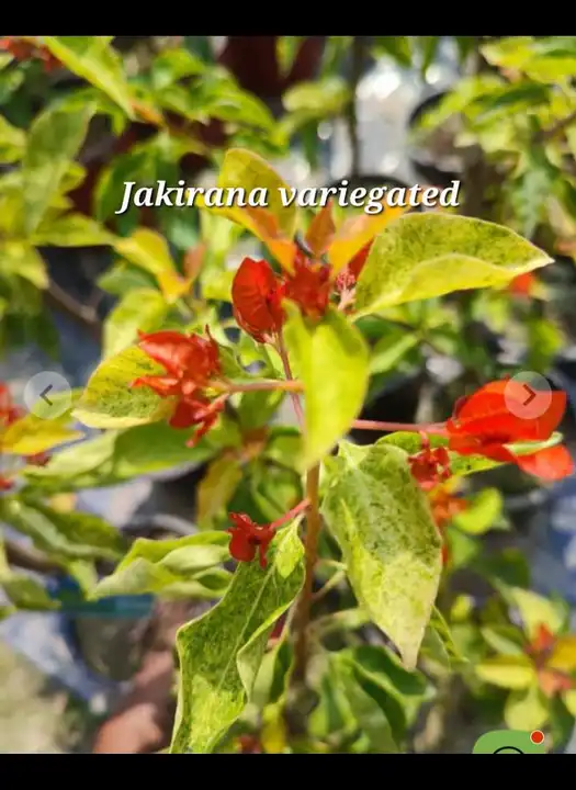 Jakirana variegated