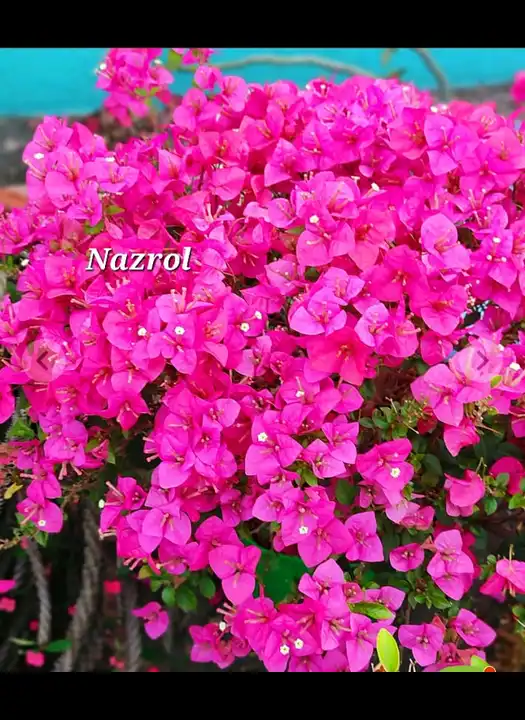Nazrol