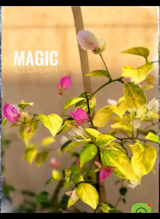 MAGIC ICECREAM