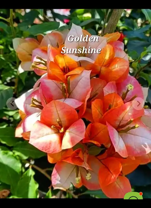 Golden Sunshine