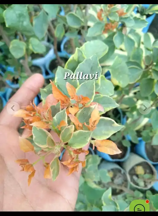 Pallavi