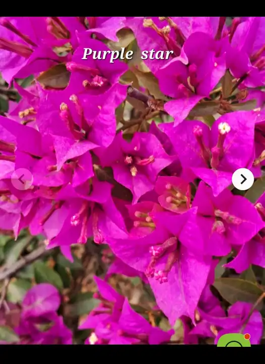 Purple star