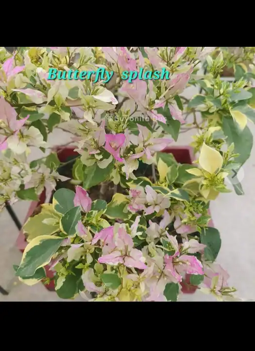 Butterfly splash