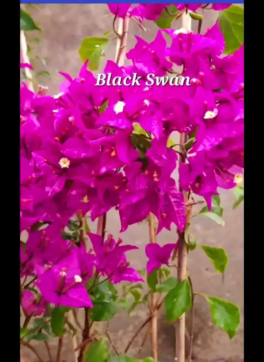 Black Swan
