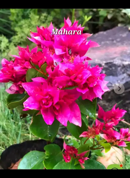 Mahara