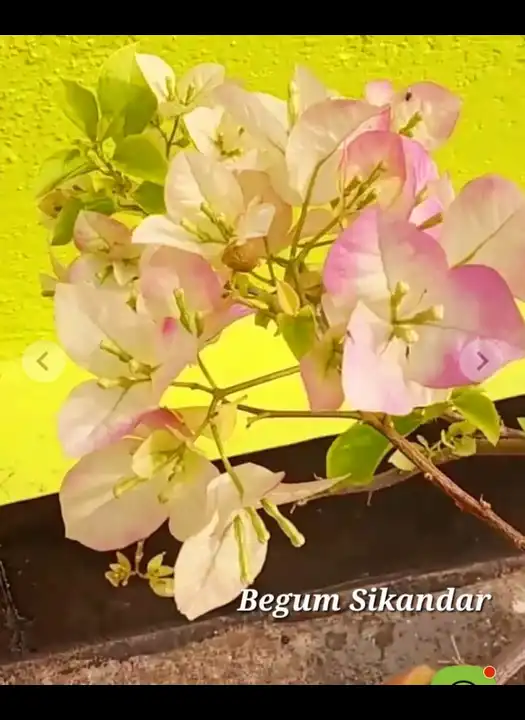 Begum Sikandar