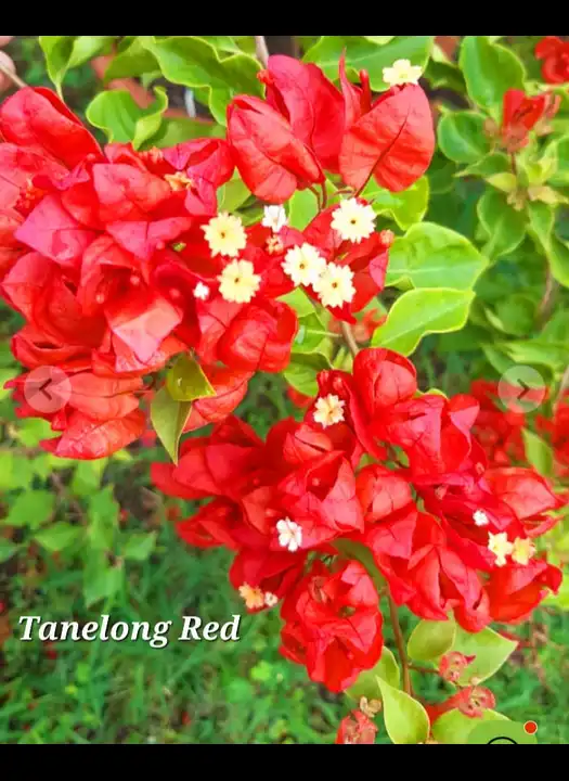Tanelong Red