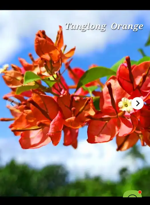 Tanglong Orange