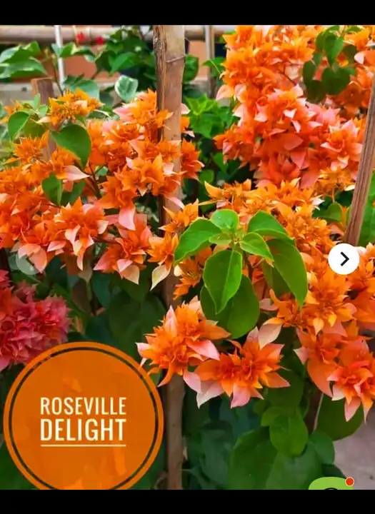 Roseville Delight