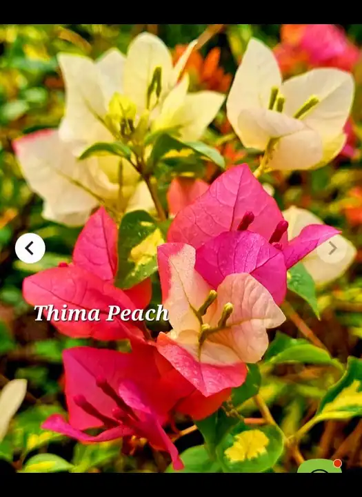 Thima Peach