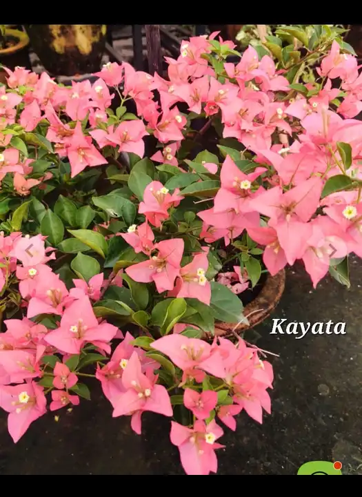 Kayata