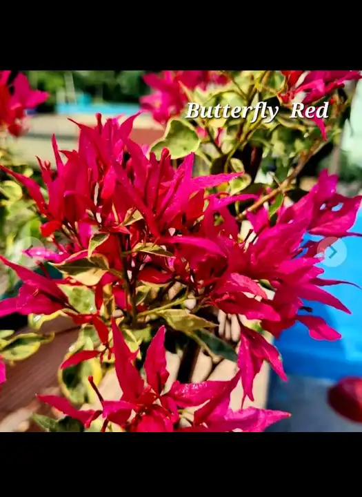 Butterfly Red