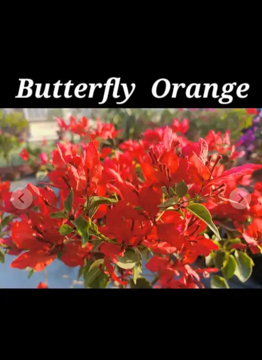 Butterfly Orange