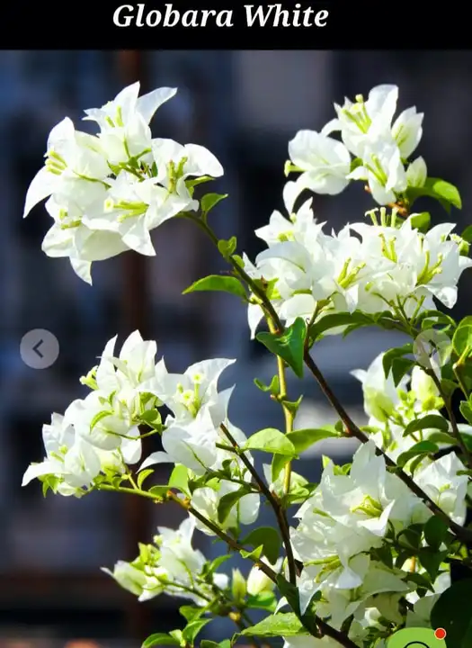 Globara White