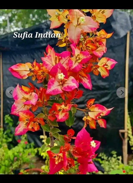 Sufia Indian