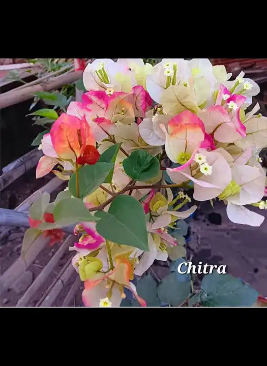 Chitra