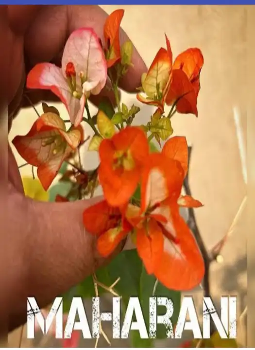 Maharani