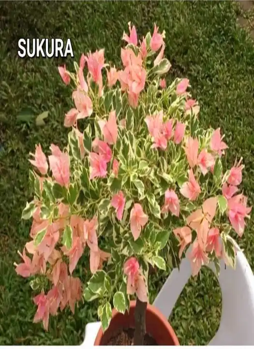 Sukura