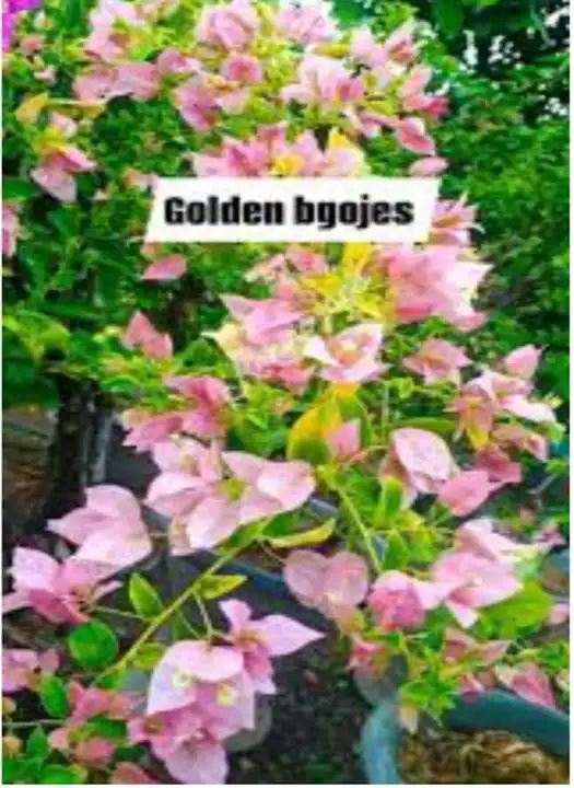 Golden Bgojes
