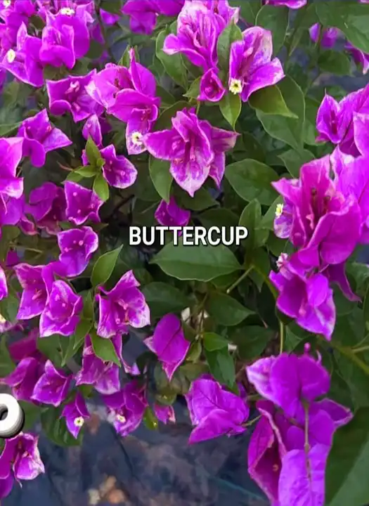 Butter Cup