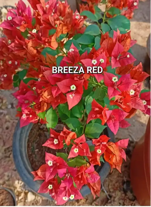 Breeza Red