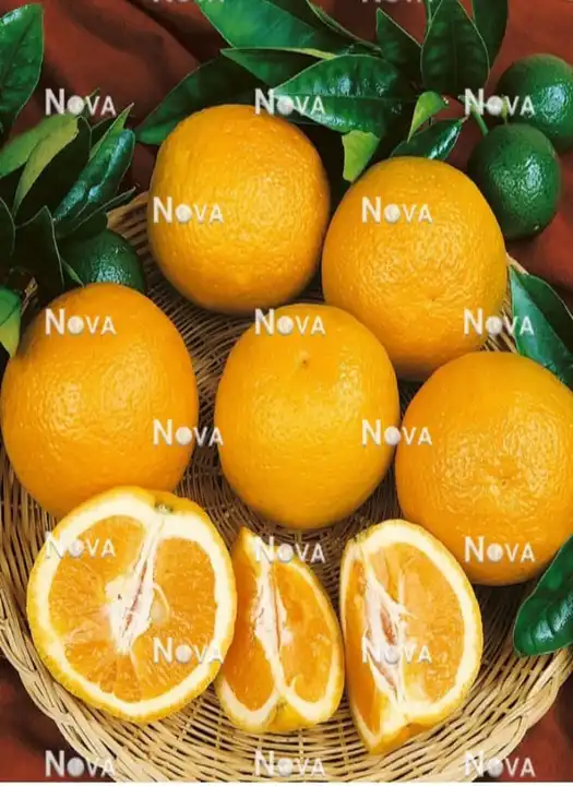 Nova