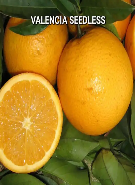 Valencia Seedless