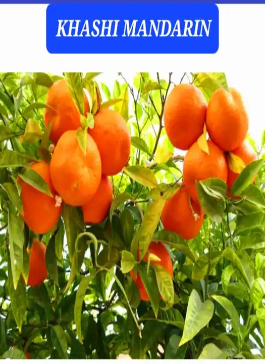 Khasi Mandarin