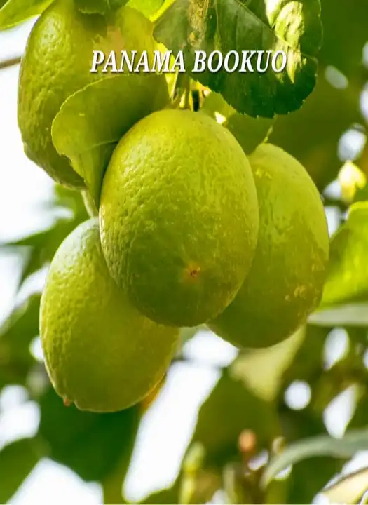 Panama Bookuo