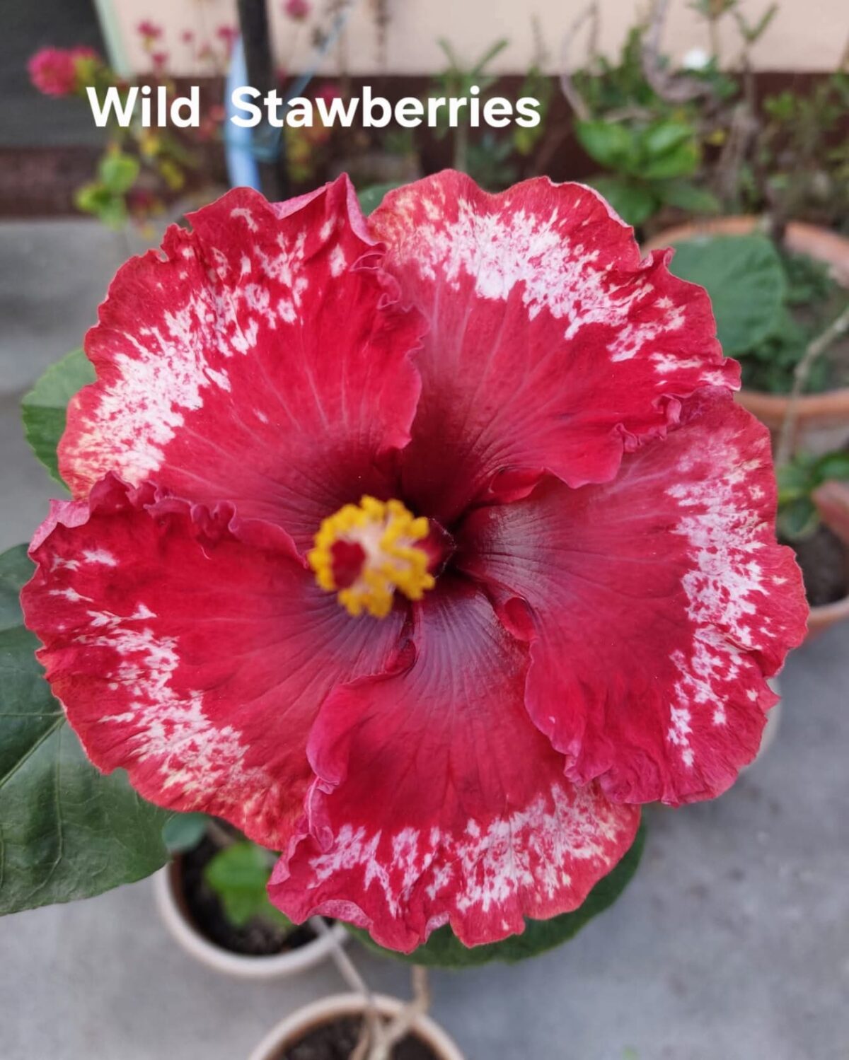 Combo Offer (10 Plants of Hibiscus 32% OFF)