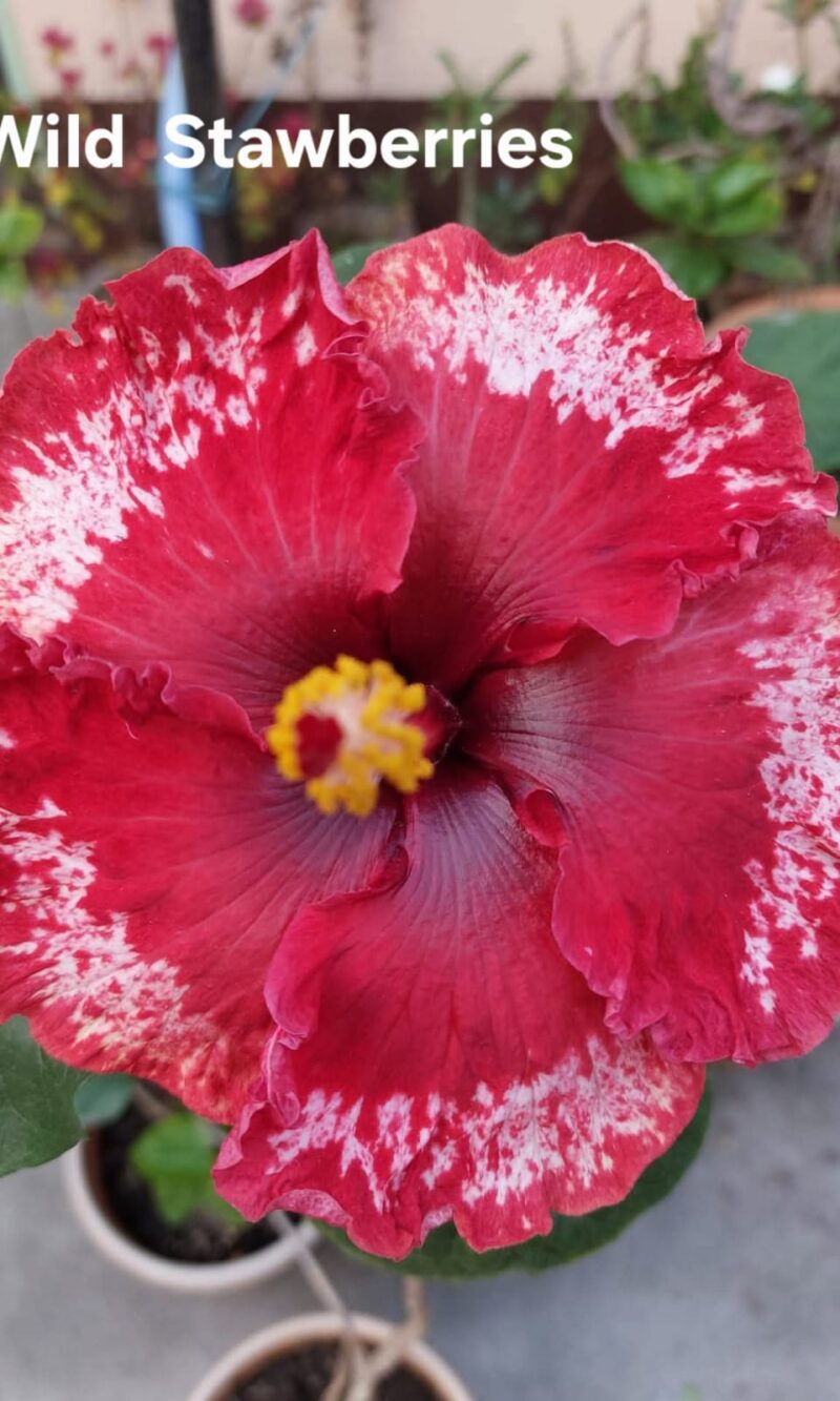 Combo Offer (10 Plants of Hibiscus 32% OFF)